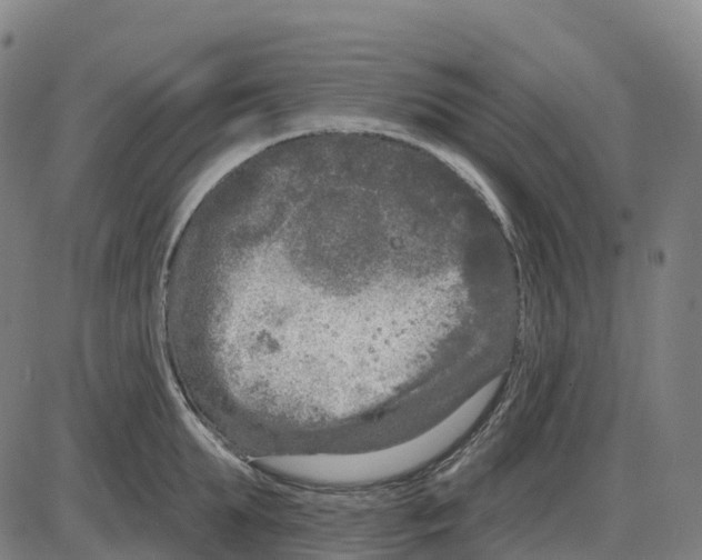 X0000083990903200703161619