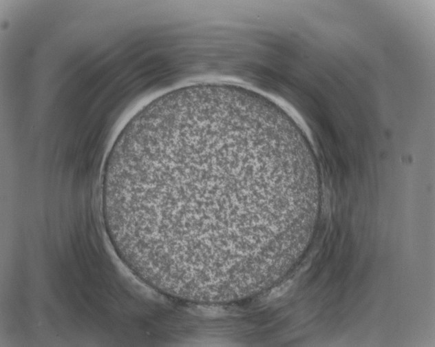 X0000083990911200703161619