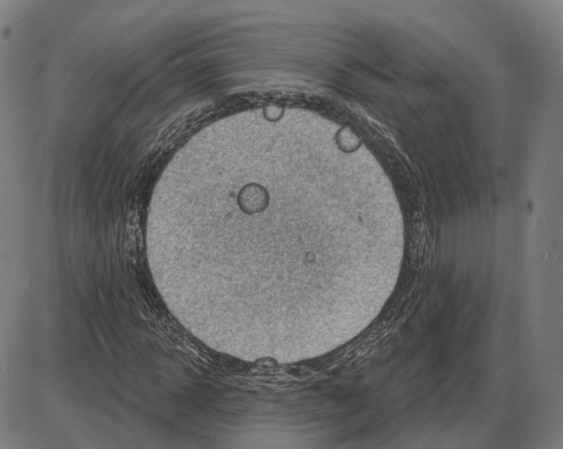 X0000083990918200703161619