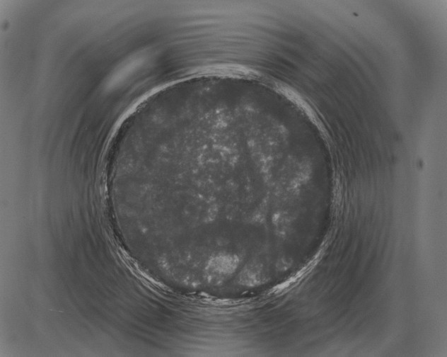 X0000083990923200703161619