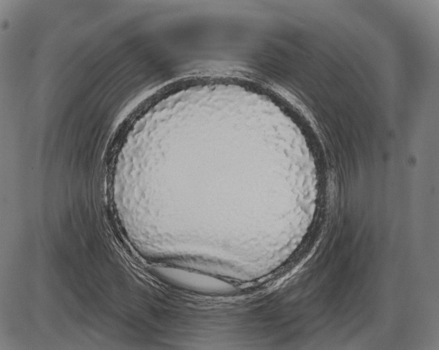 X0000083990925200703161619