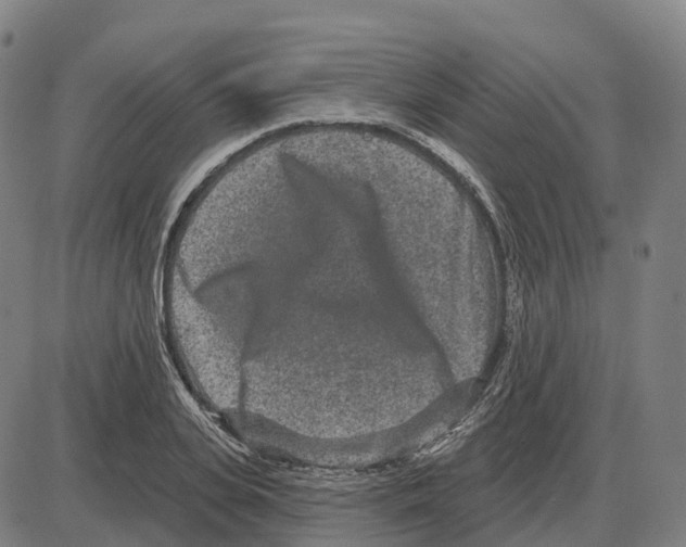 X0000083990935200703161619