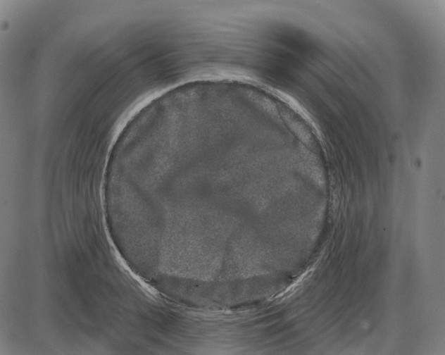 X0000083990943200703161619