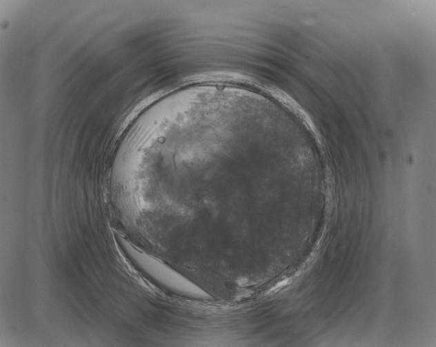 X0000083990945200703161619