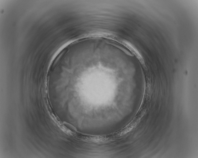 X0000083990948200703161619