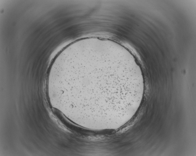 X0000083990952200703161619