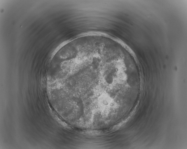 X0000083990953200703161619