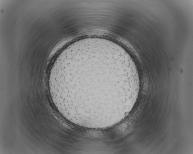 X0000083990978200703161618