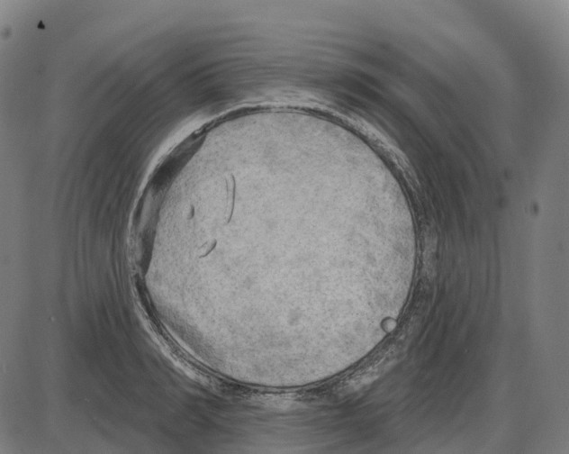 X0000083990990200703161618