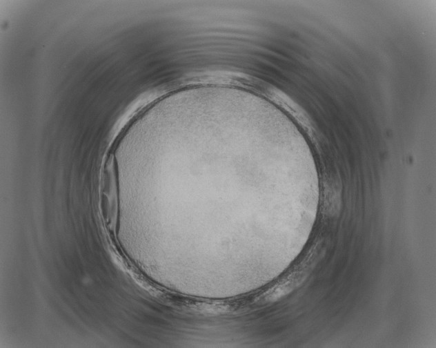 X0000083990994200703161618