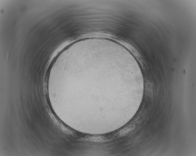 X0000083990998200703161618