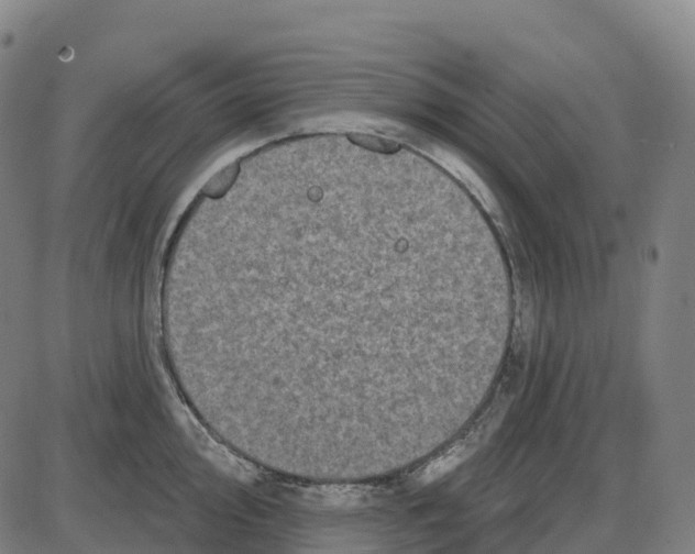 X0000083991000200703161618