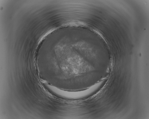 X0000083991018200703161617