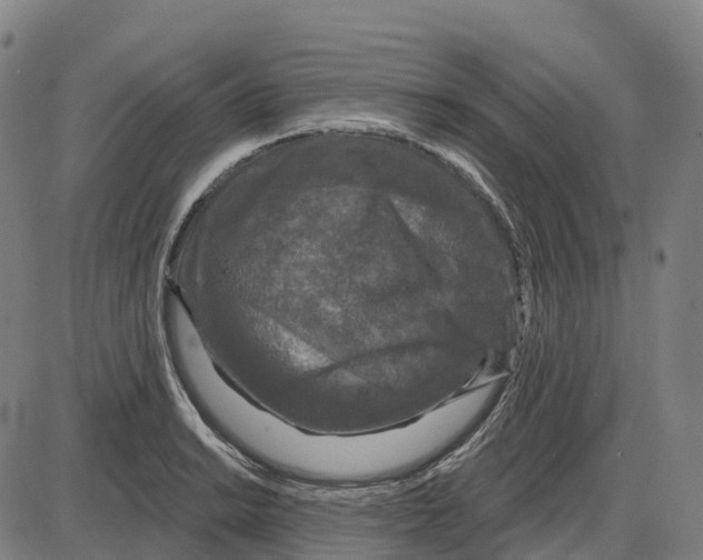 X0000083991038200703161617