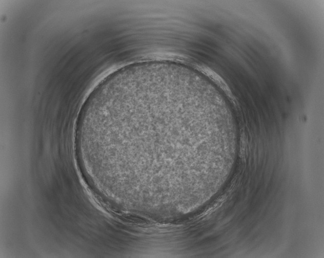 X0000083991039200703161617