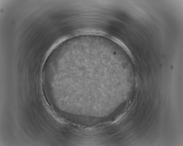 X0000083991043200703161617