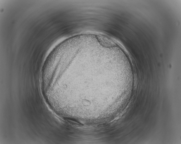 X0000083991048200703161618