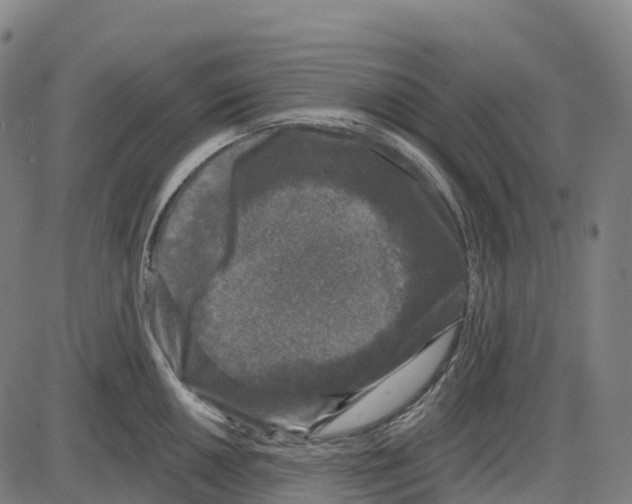 X0000083991050200703161618