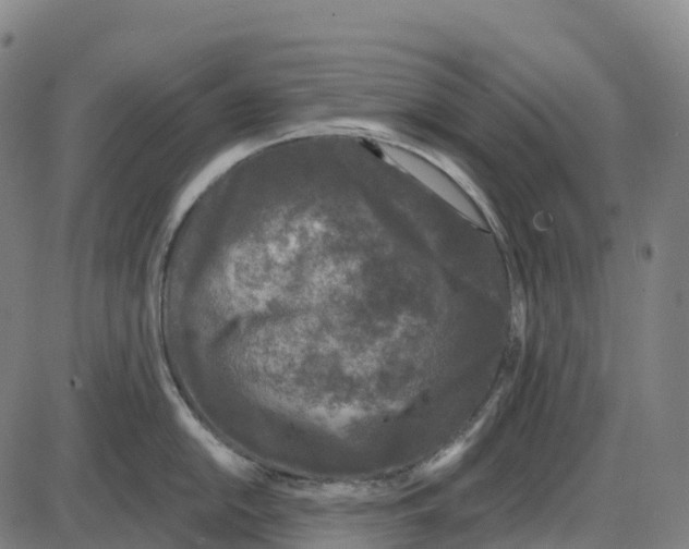 X0000083991054200703161618