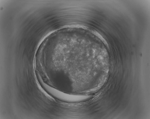 X0000083991084200703161616