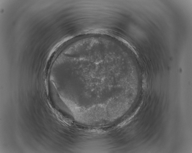 X0000083991117200703161616