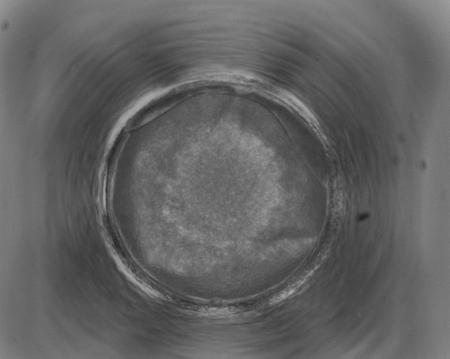 X0000083991128200703161616