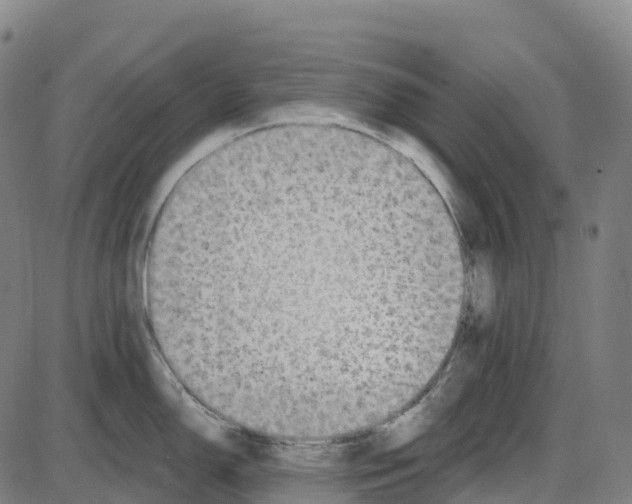 X0000083991150200703161616