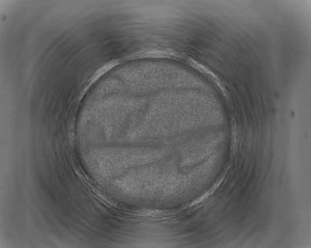 X0000083991170200703161615