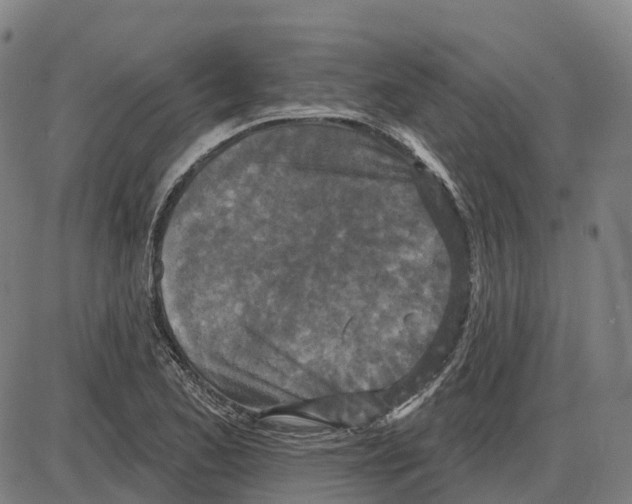 X0000083991173200703161615