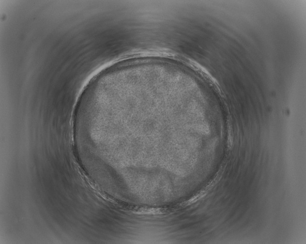 X0000083991174200703161615