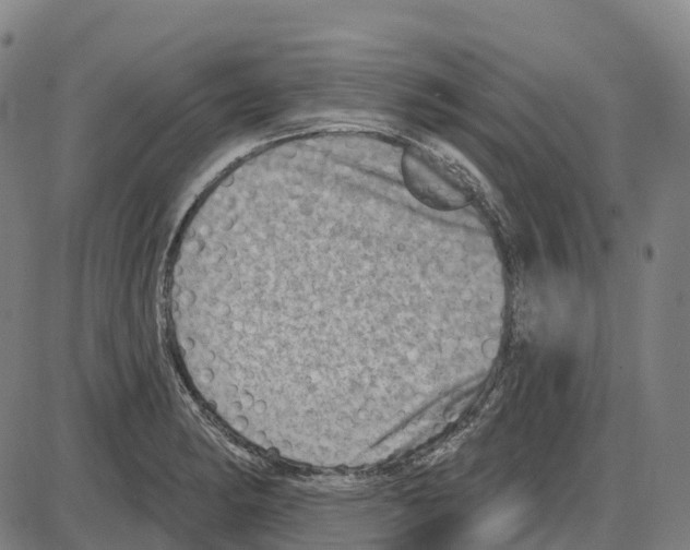 X0000083991182200703161615