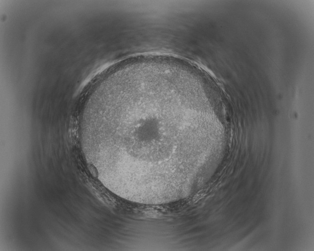 X0000083991255200703161614