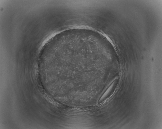 X0000083991263200703161613