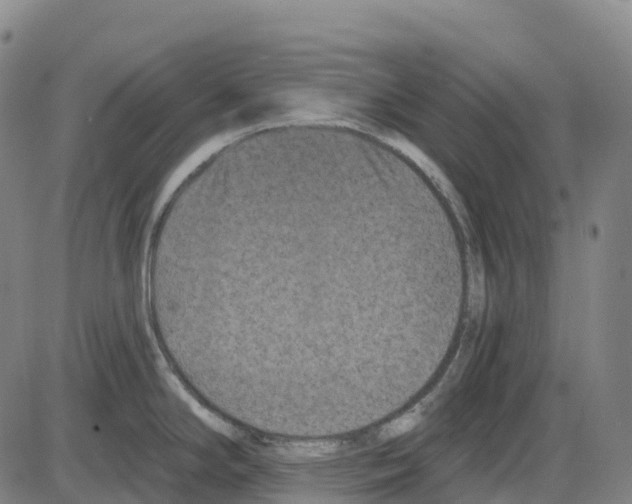 X0000083991294200703161613