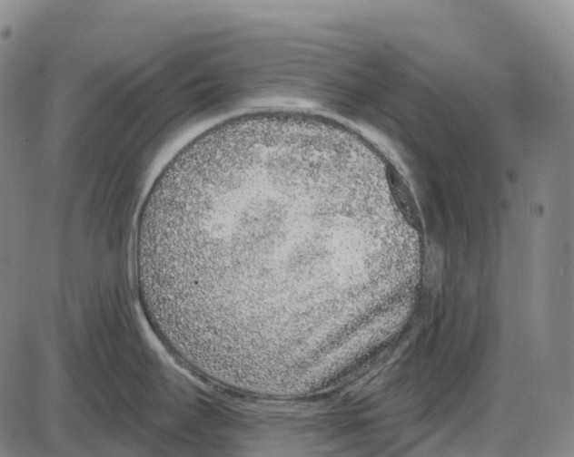 X0000083991295200703161613