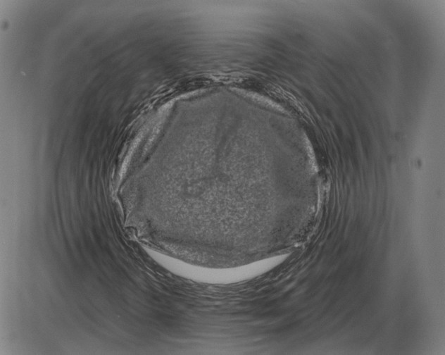 X0000083991298200703161612