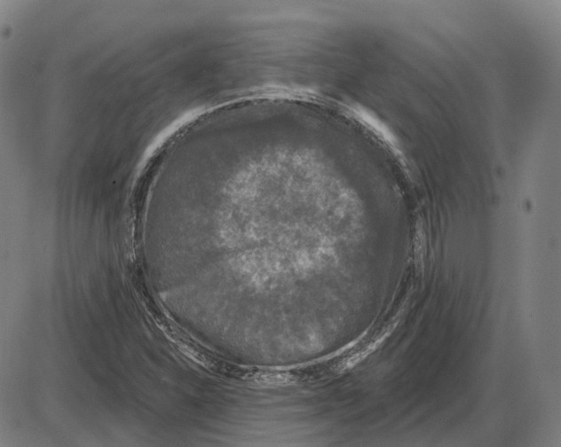 X0000083991310200703161612