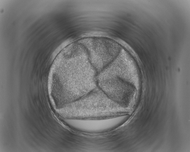 X0000083991337200703161613