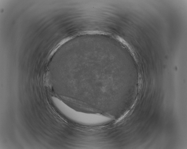 X0000083991361200703161612