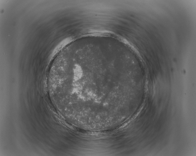 X0000083991362200703161612