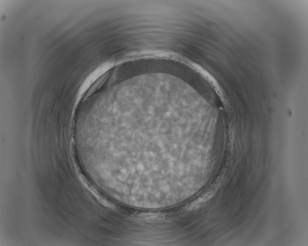 X0000083991373200703161612