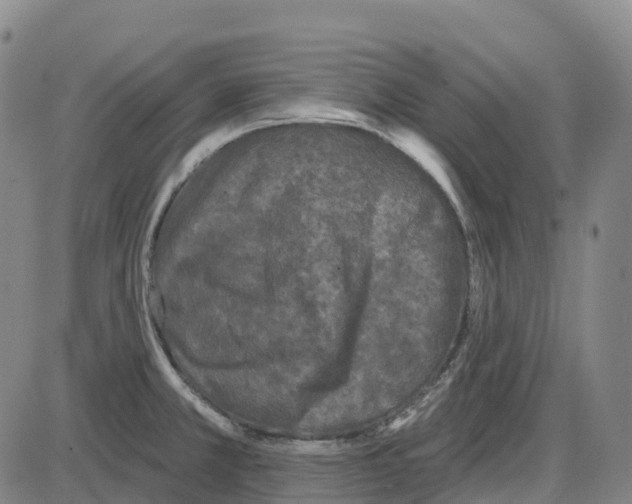 X0000083991381200703161612