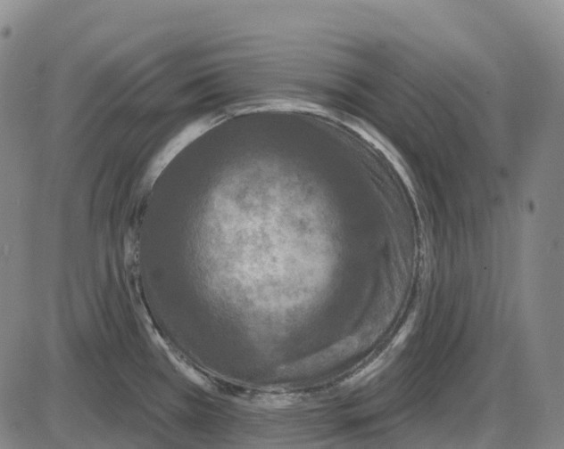 X0000083991385200703161611