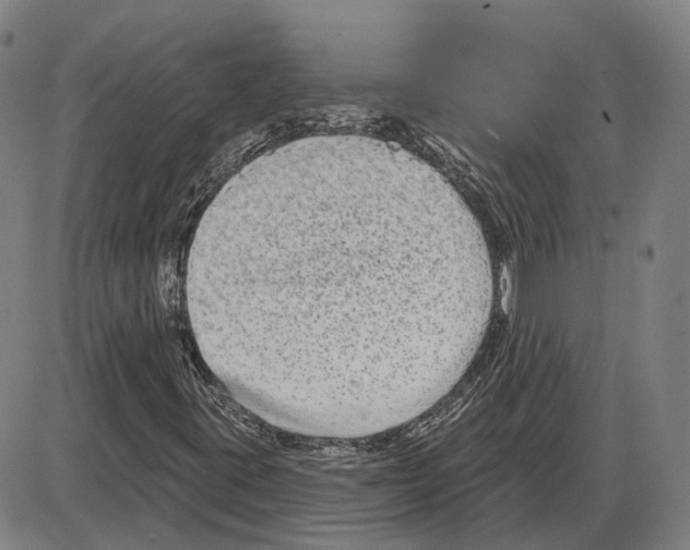 X0000083991395200703161611