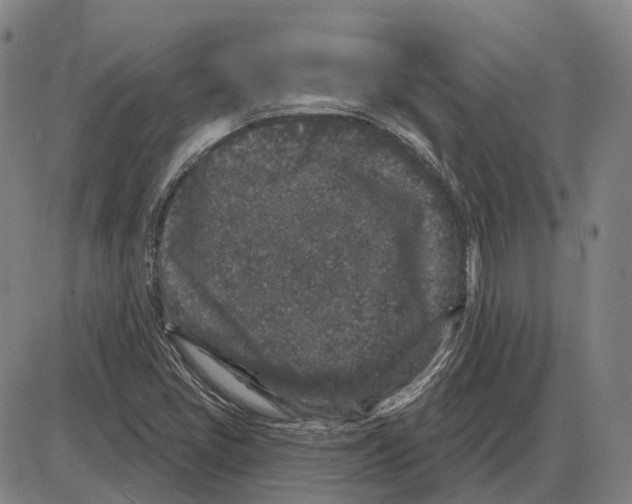 X0000083991405200703161611