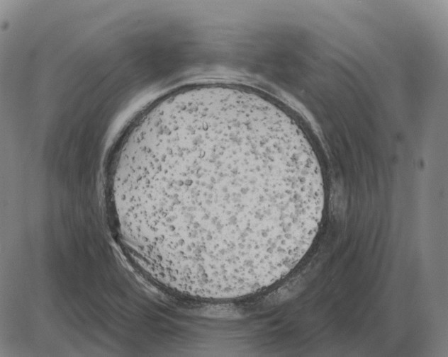 X0000083991464200703161610