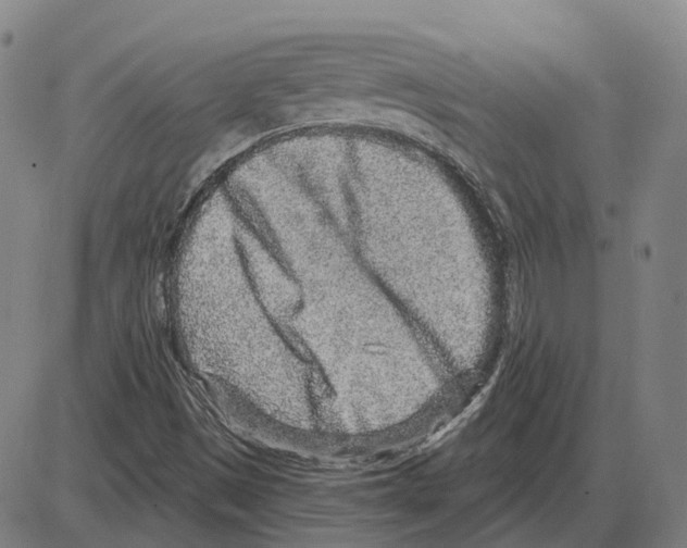 X0000083991497200703161609