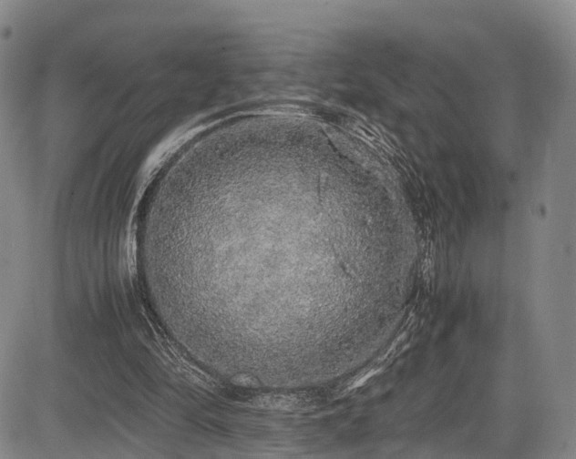 X0000084000294200702161139