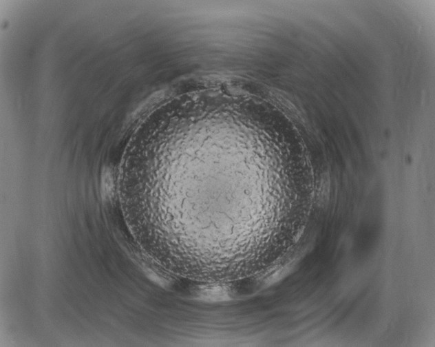 X0000084000335200702161139