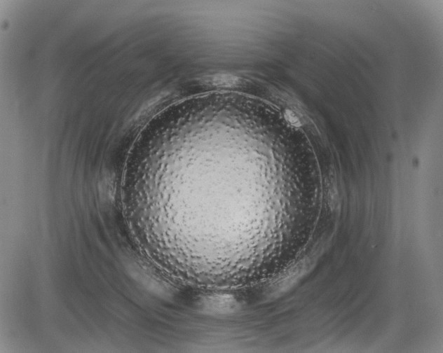 X0000084000374200702161138